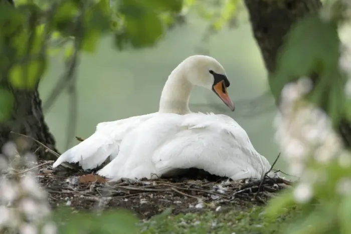 Framed Print : Mute Swan - adult with gosling at nest - Hessen - Germany Framed Print : Mute Swan - adult with gosling at nest - Hessen - Germany