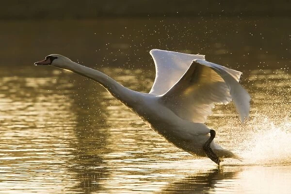 Mute Swan - adult landing on lake in evening light - Wiltshire - England - UK