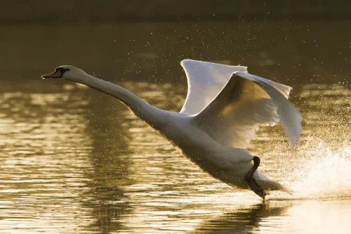 Framed Print : Mute Swan - adult landing on lake in evening light - Wiltshire - England - UK Framed Print : Mute Swan - adult landing on lake in evening light - Wiltshire - England - UK