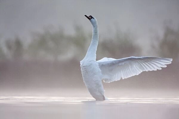 Mute Swan - adult wing-flapping after preening - Cleveland - UK