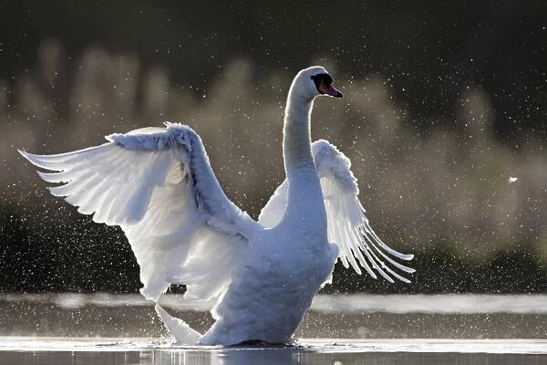 Mute Swan - adult wing-flapping after preening - back-lit showing thousands of water droplets - Cleveland - UK