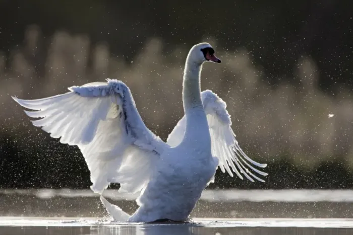 Framed Print : Mute Swan - adult wing-flapping after preening - back-lit showing thousands of water droplets - Cleveland - UK Framed Print : Mute Swan - adult wing-flapping after preening - back-lit showing thousands of water droplets - Cleveland - UK