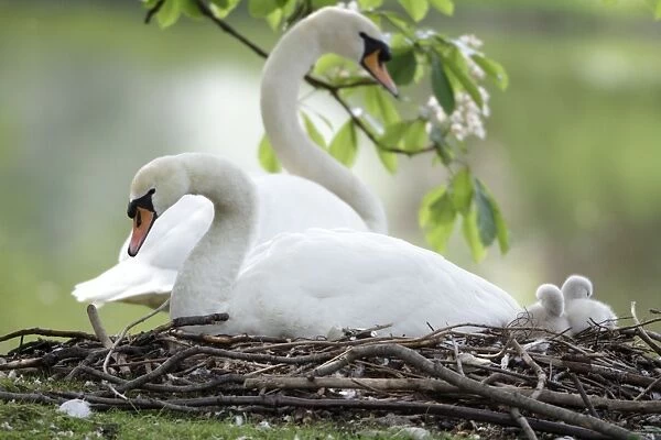 Mute Swan - adults with two cygnets at nest - Hessen - Germany