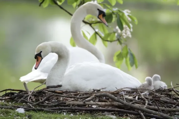 Framed Print : Mute Swan - adults with two cygnets at nest - Hessen - Germany Framed Print : Mute Swan - adults with two cygnets at nest - Hessen - Germany