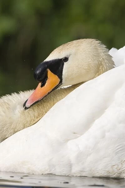 Mute Swan In an agressive display posture. Cleveland. UK