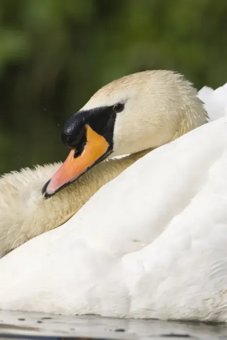 Framed Print : Mute Swan In an agressive display posture. Cleveland. UK