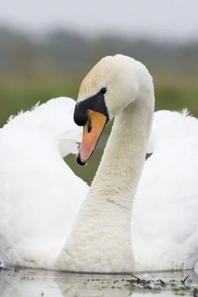 Mute Swan In agressive pose. Cleveland. UK