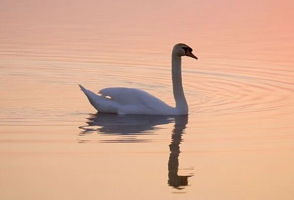 Mute Swan On calm water at sunrise Hickling Broad Norfolk UK