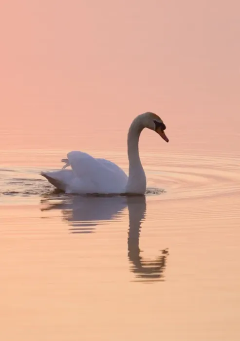 Framed Print : Mute Swan On calm water at sunrise Hickling Broad Norfolk UK Framed Print : Mute Swan On calm water at sunrise Hickling Broad Norfolk UK