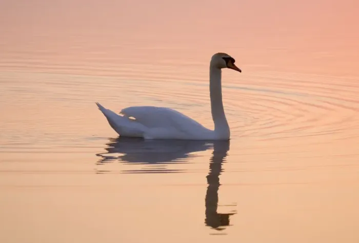 Framed Print : Mute Swan On calm water at sunrise Hickling Broad Norfolk UK Framed Print : Mute Swan On calm water at sunrise Hickling Broad Norfolk UK