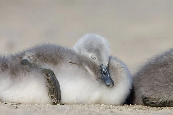 Mute Swan - chick asleep - UK