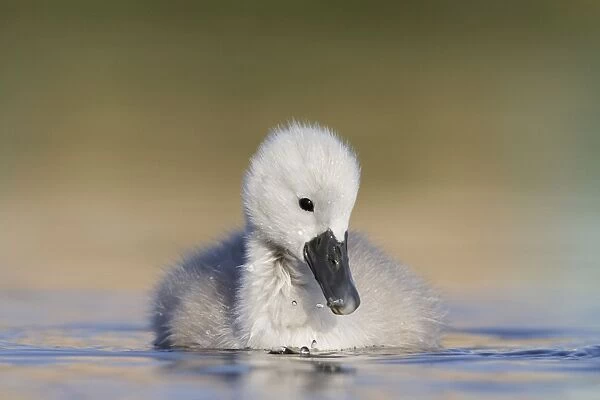 Mute Swan - chick - UK
