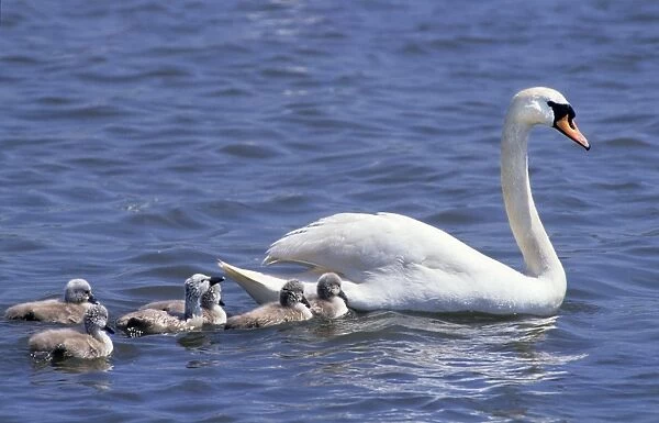 Mute Swan - with chicks - Abbotsbury