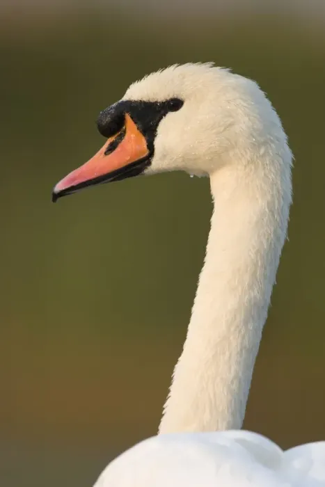 Framed Print : Mute Swan Cleveland. UK