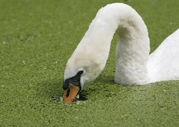 Mute swan – close up feeding in duckweed Bedfordshire UK