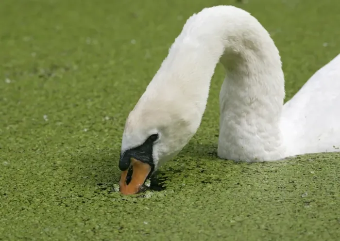 Framed Print : Mute swan – close up feeding in duckweed Bedfordshire UK Framed Print : Mute swan – close up feeding in duckweed Bedfordshire UK