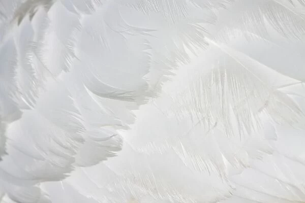 Mute Swan - close-up of feathers - Cleveland - UK