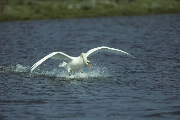 Mute Swan - Coming in to land Angelsey, Wales, UK BI006192
