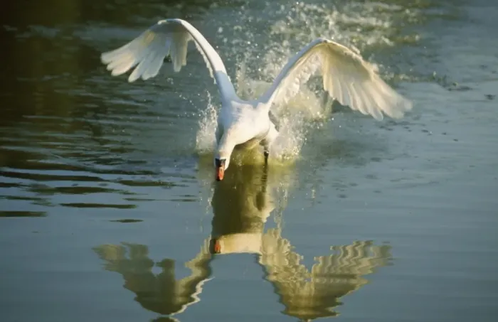 Framed Print : Mute Swan - coming into land on water Framed Print : Mute Swan - coming into land on water