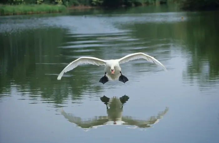 Framed Print : Mute Swan - coming into land on water, head Framed Print : Mute Swan - coming into land on water, head
