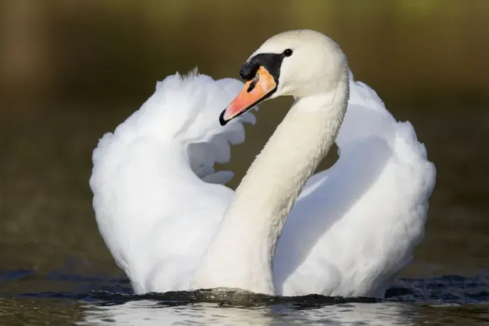 Framed Print : Mute Swan - Cornwall - UK