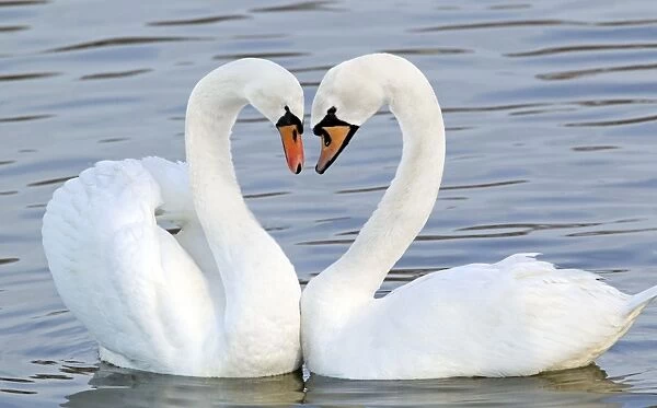 Mute Swan - Courtship display - Caerlaverock WWT BI020628 Digital Manipulation: Heart shaped necks