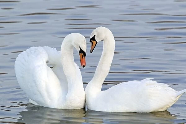 Mute Swan - Courtship display - Caerlaverock WWT BI020628