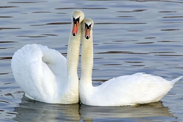 Mute Swan - Courtship display - Caerlaverock WWT BI020629