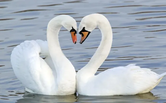 Framed Print : Mute Swan - Courtship display - Caerlaverock WWT BI020628 Digital Manipulation: Heart shaped necks Framed Print : Mute Swan - Courtship display - Caerlaverock WWT BI020628 Digital Manipulation: Heart shaped necks