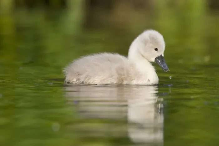Framed Print : Mute Swan Cygnet Cleveland. UK Framed Print : Mute Swan Cygnet Cleveland. UK