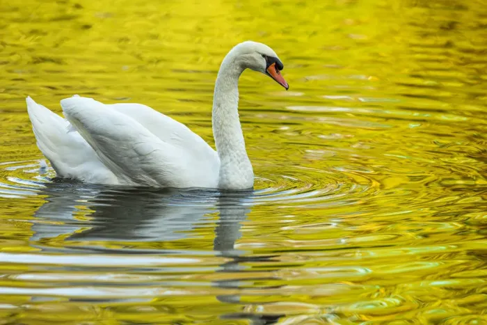 Framed Print : Mute Swan (Cygnus olor) ~ in a urban lake ~ Gijon, Asturias, Spain