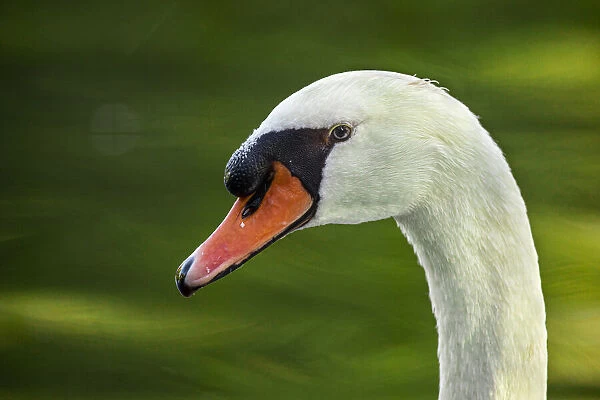 Mute Swan (Cygnus olor) ~ in a urban lake ~ Gijon, Asturias, Spain