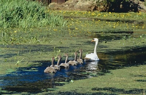 Mute Swan DAD 622 With family, the Military Canal, Appledore, UK. © David Dixon  /  ardea. com