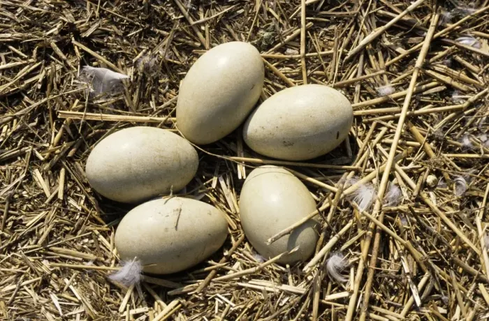 Framed Print : Mute Swan Eggs on nest - Abbotsbury Framed Print : Mute Swan Eggs on nest - Abbotsbury