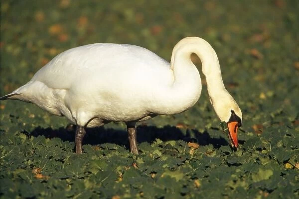 Mute Swan - feeding on oil-rape seed crop in winter