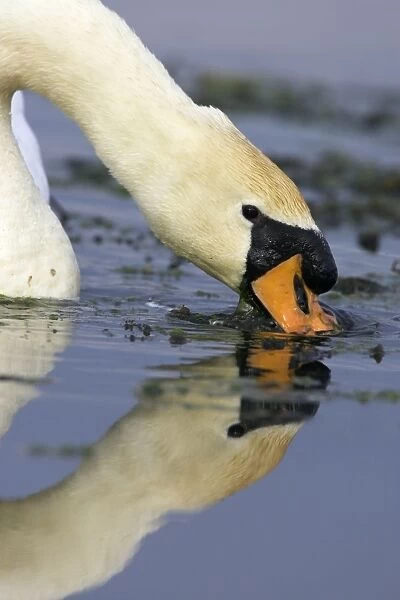 Mute Swan Feeding on pond weed. Cleveland. UK