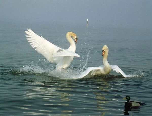 Mute Swan - fighting