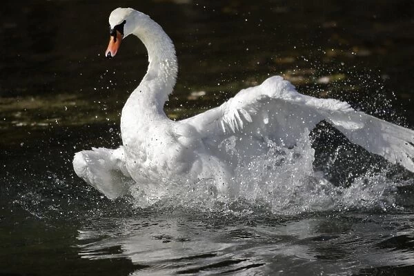 Mute Swan - flapping wings in water