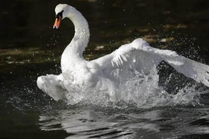 Framed Print : Mute Swan - flapping wings in water Framed Print : Mute Swan - flapping wings in water