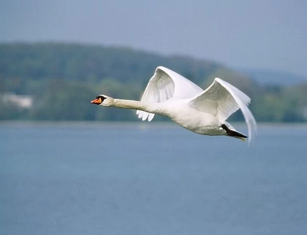 Mute Swan - in flight
