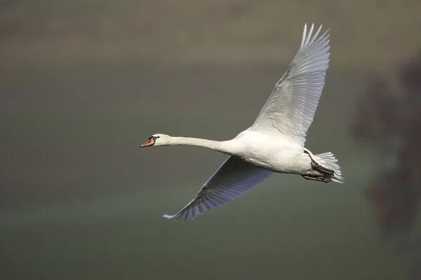 Mute Swan - In flight Hessen, Germany