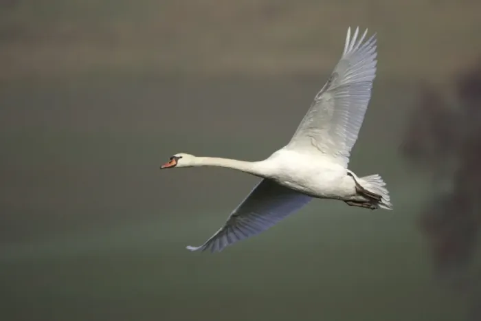 Framed Print : Mute Swan - In flight Hessen, Germany Framed Print : Mute Swan - In flight Hessen, Germany
