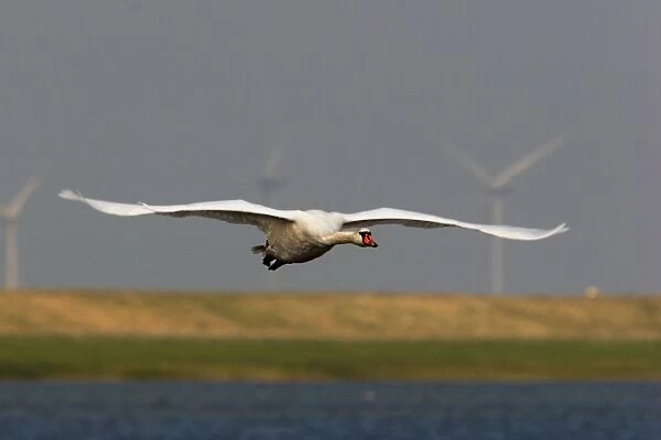 Mute Swan - in flight. Husum - North Germany