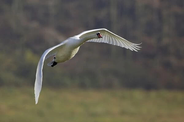 Mute Swan - In flight Lower Saxony, Germany