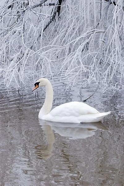 Mute Swan - in frosty weather