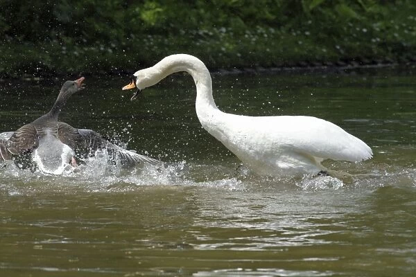 Mute Swan and Greylag Goose (Anser anser) - fighting on lake - Hessen - Germany