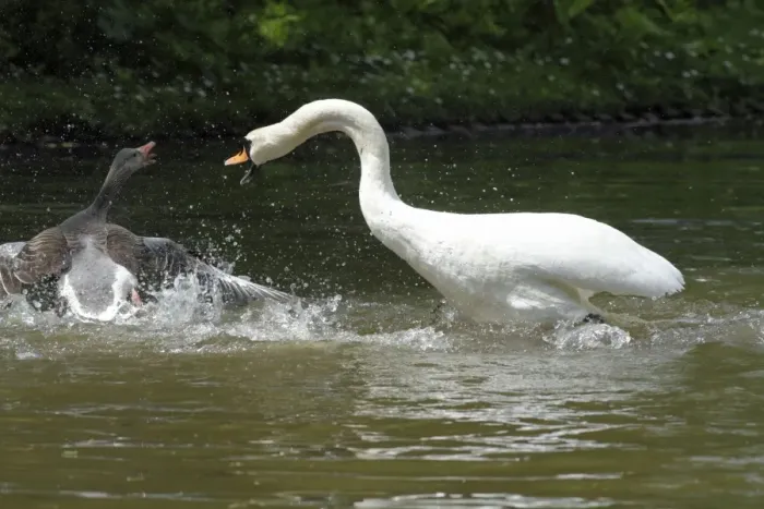 Framed Print : Mute Swan and Greylag Goose (Anser anser) - fighting on lake - Hessen - Germany Framed Print : Mute Swan and Greylag Goose (Anser anser) - fighting on lake - Hessen - Germany