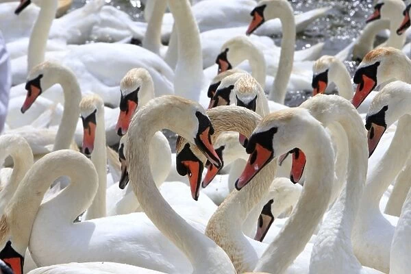 Mute Swan - group