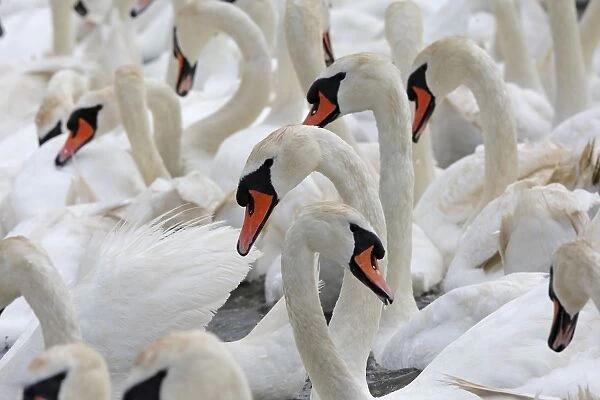 Mute Swan - group