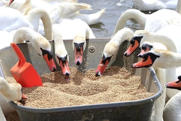Mute Swan - group feeding from container of grain